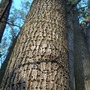 Tree_trunk