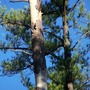 Woodpecker