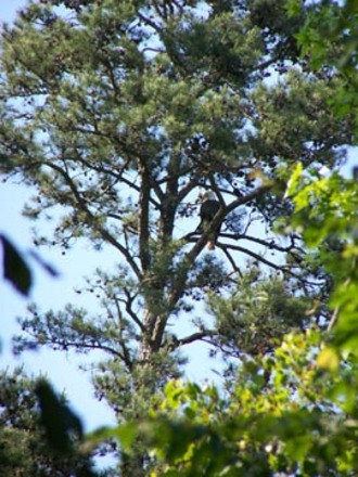 Eagle at Lansford