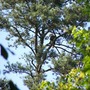 Eagle_lansford