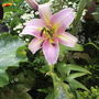 Pinklily31