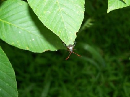 bug on leaf