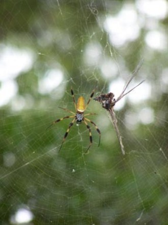 spider at edisto beach