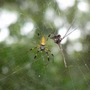 Spider_edisto