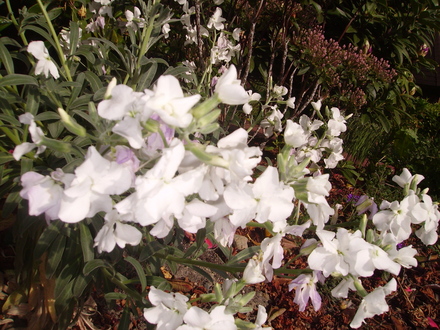 stock flower (Matthiola incana (Branching Stock))