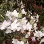 Matthiola incana