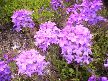 verbena 'homestead purple' (Verbena canadensis (Homestead Verbena))