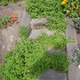 Oregano stairs (Origanum vulgare (Oregano))