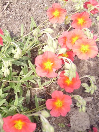 Sun Rose (Helianthemum)