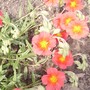 Helianthemum