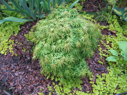 Acer palmatum 'Yuri hime'