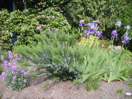 Bearded Iris,wallflower, and rosemary