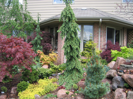 Conifer garden