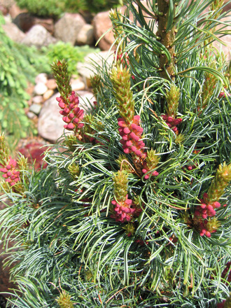 Pinus  parviflora 'Bergman' pollen cones