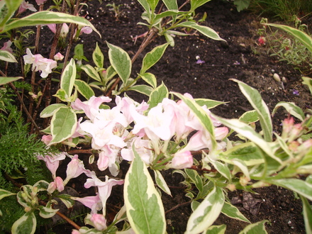 dwarf varigated weigela (Weigela florida (Weigela))