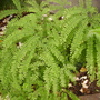 Adiantum pedatum