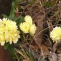 Lady Banks (R. banksiae lutea)