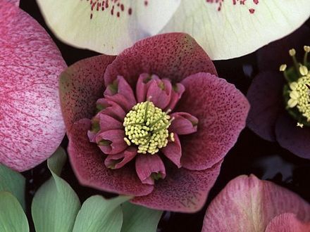 Helleborus Hillier Hybrid Purple (Helleborus hillier hyrbid purple)