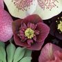 Helleborus Hillier Hybrid Purple (Helleborus hillier hyrbid purple)