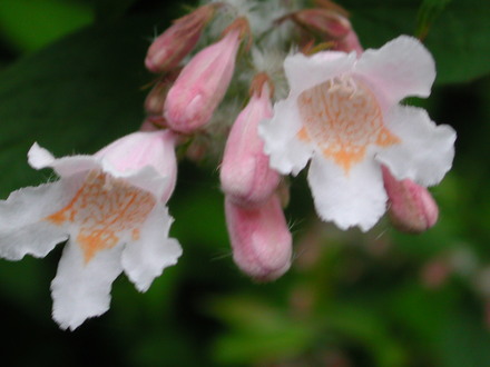 Kolkwitzia amabilis (Kolkwitzia amabilis (American Beauty Bush))