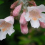 Kolkwitzia amabilis (American Beauty Bush)