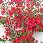 Bougainvillea
