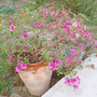 Azalea