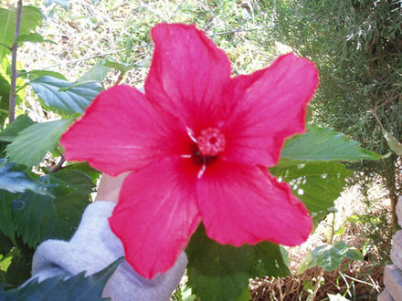 Hibiscus - Chinese Rose (Hibiscus rosa-sinensis (Chinese Hibiscus))