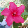 Hibiscus