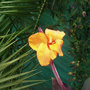 Bird of Paradise (Strelitzia reginae (Bird of paradise))