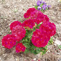 Geranium