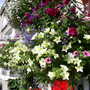 Pams_pics_066
