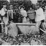 More ancestors, hop farmers