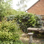 Ceanothus's blue hue on Vistabile patio 05.08 (Ceanothus  (Vistabile))