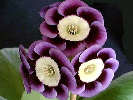 A garden flower photo