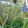 A garden flower photo