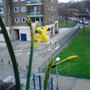 A garden flower photo