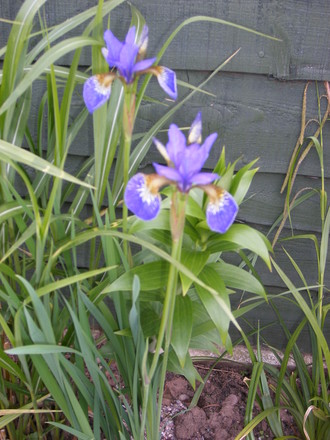 Iris' in the Grasses border.