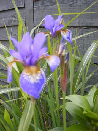 Iris' in the Grasses border.