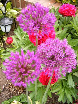 Aliums
