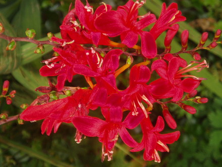 crocosmia lucifer