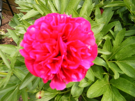Peony in full bloom.