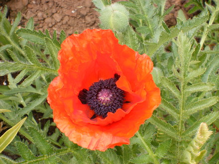Poppy just opened this morning.