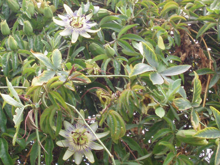 Passiflora (Passiflora laurifolia (Yellow grenadilla))