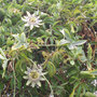 Passiflora laurifolia (Yellow grenadilla)