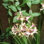 Garden_2007_001