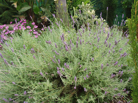 Lavender (Lavandula angustifolia (Lavender))