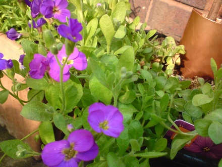 A garden flower photo (Aubrieta)