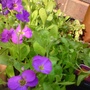 Aubrieta