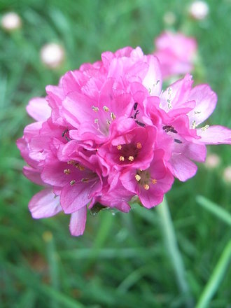 Armeria maritima (Armeria maritima)
